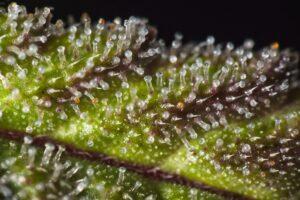 trichomes - discovering taste with Madame Cannoli
