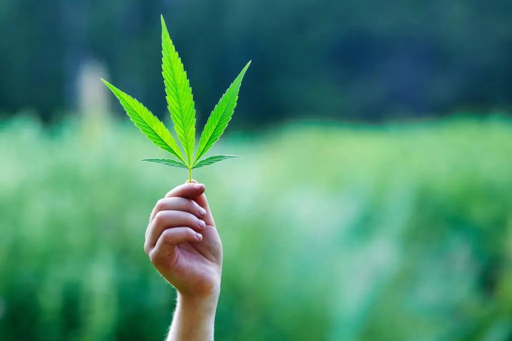 a hand holding a cannabis leaf
