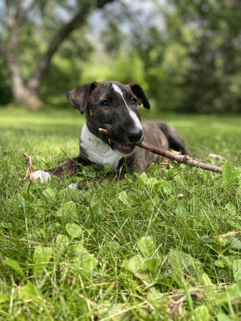 photo of Ruby a bull terrier puppy in the lying on a lawn with a stick in her mouth mentioned in the no bake breakfast bars episode