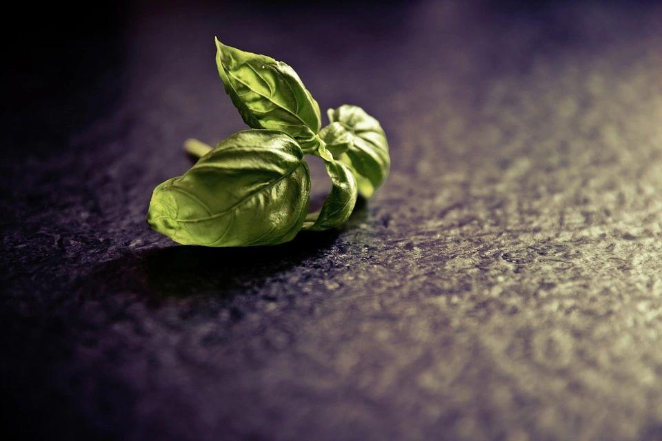 close image of a basil stalk with 3 leaves, for the Greek vinaigrette used on the Mediterranean beef salad.