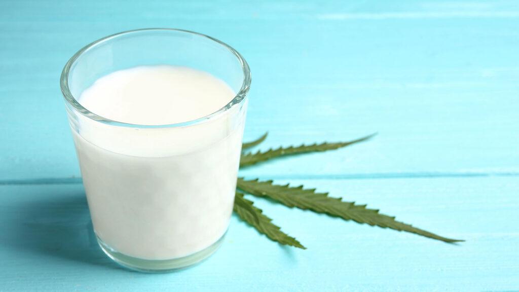 How to make cannabis infused milk