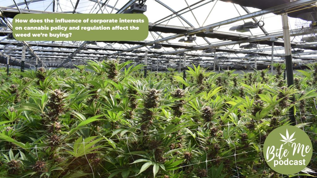 image of flowering cannabis growing in a large commercial space for the buzz kill episode with Michael Devillaer on cannabis legalization