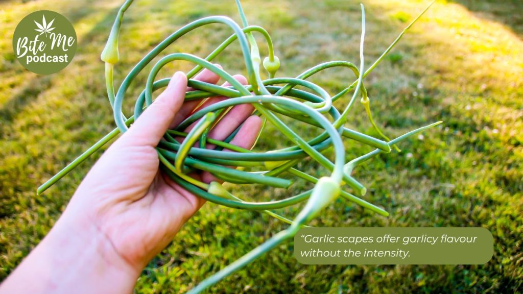 image of a handing holding several strands of garlic scapes for the episode on cannabis infused garlic scape pesto