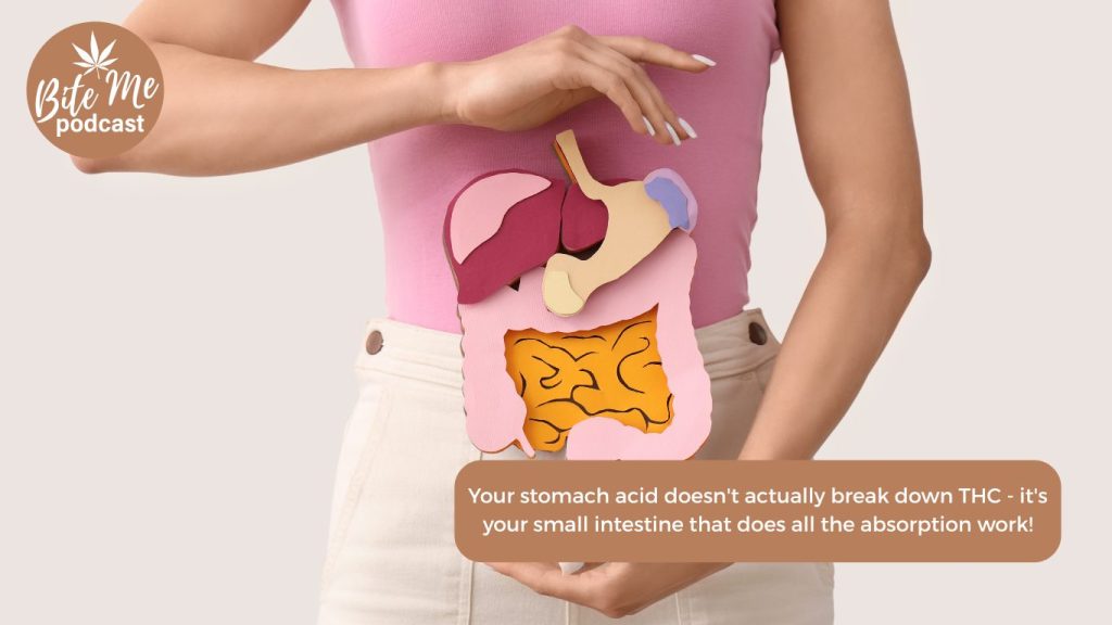 drawn imagine of the digestive system overlaid on a clothed human body for the science of edibles