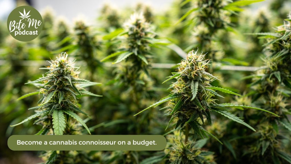 Image of cannabis plants in flower for how to save money on cannabis 