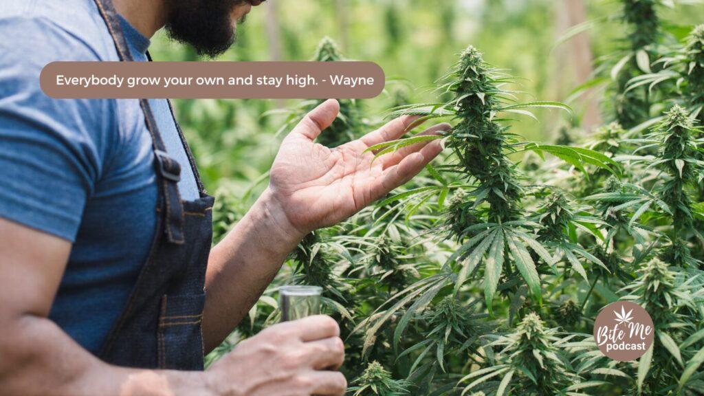 man in a field of cannabis looking at a cola of bud for the cannabis confessions with Wayne.