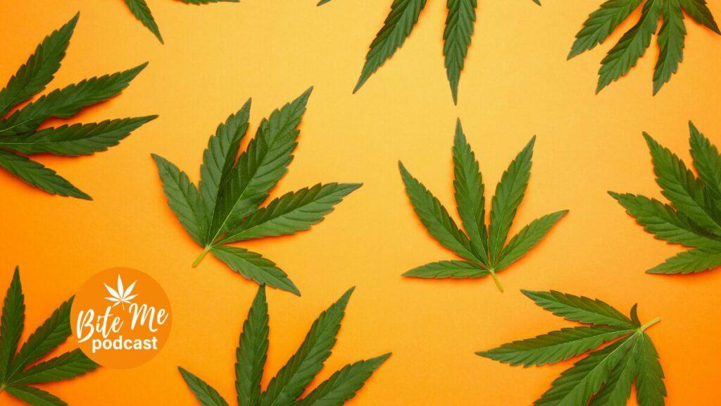 image of green cannabis leaves scattered across a yellow backdrop for the contact bite me podcast page