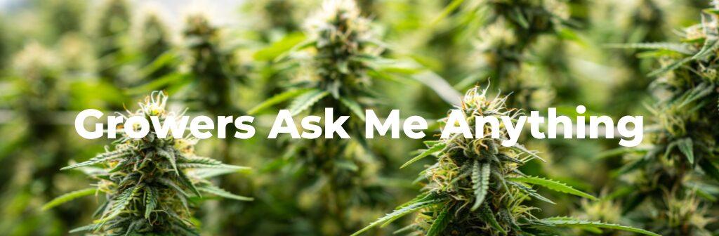 close up image of growing cannabis flower for the growers ask me anything