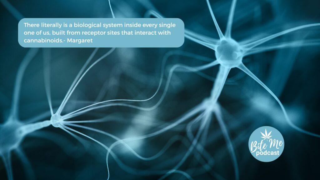 the ecs - endocannabinoid system explained