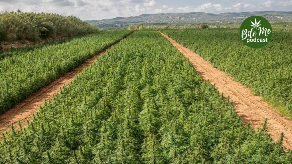 cannabis history